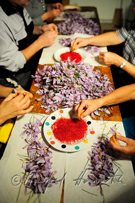 picking the saffron threads from saffron crocus plants