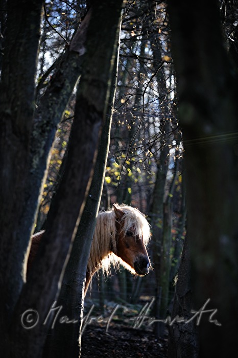 Haflinger horse near the ruined convent 