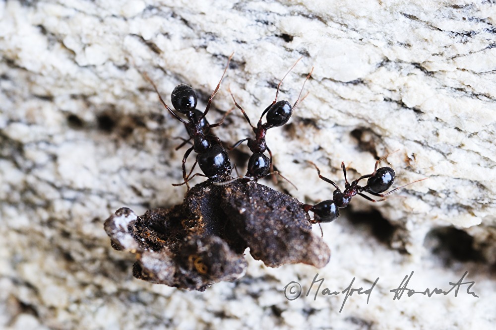 ants transporting heavy loads