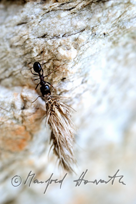 ants transporting heavy loads