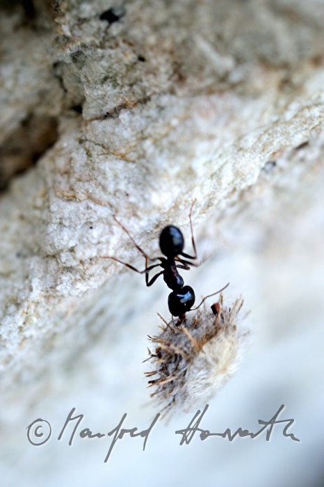 ants transporting heavy loads