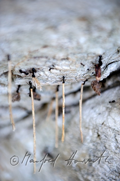 ants transporting heavy loads