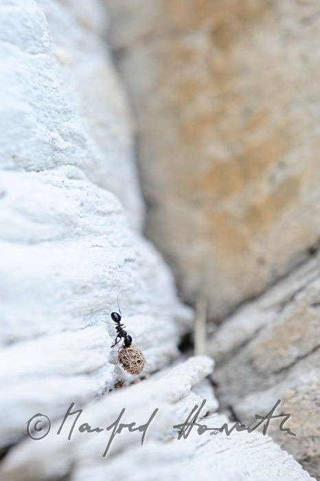 ants transporting heavy loads