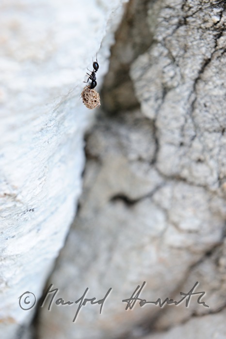 ants transporting heavy loads