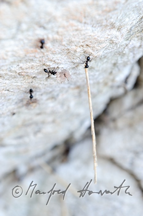 ants transporting heavy loads