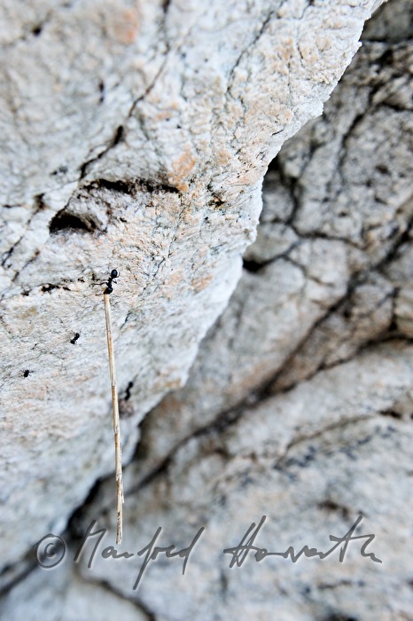 ants transporting heavy loads