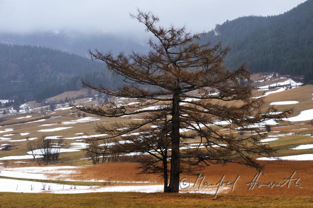 larch and hills