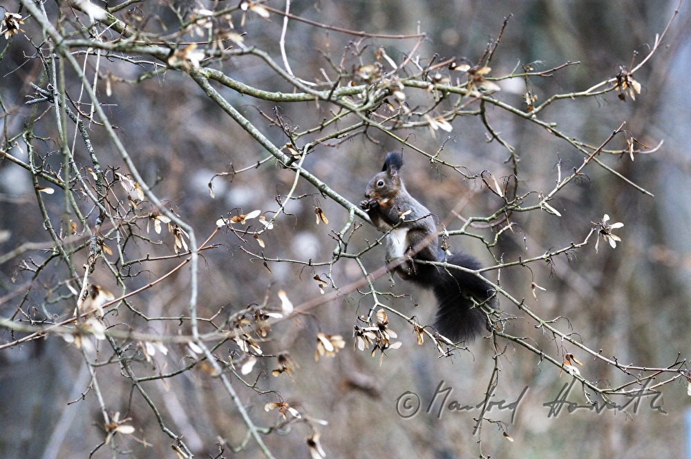 a squirrel collects  hazelnuts in the autumn