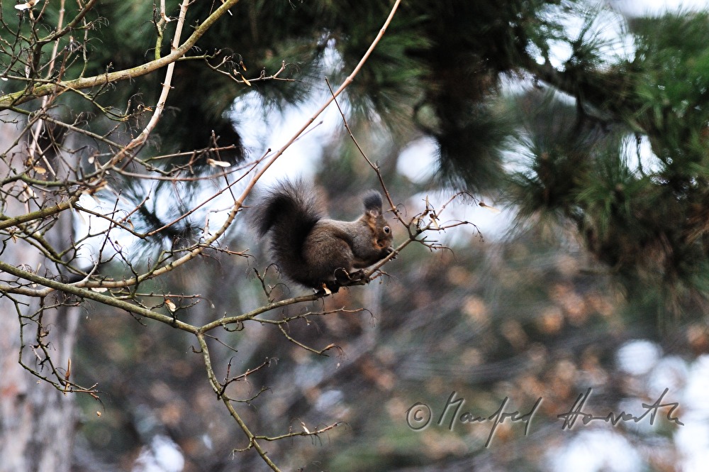 a squirrel collects  hazelnuts in the autumn
