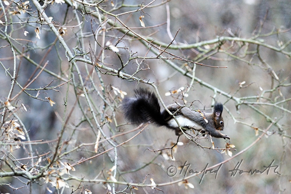 a squirrel collects  hazelnuts in the autumn