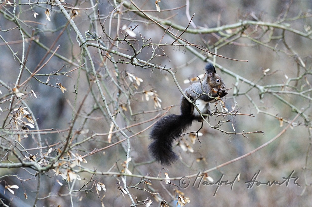 a squirrel collects  hazelnuts in the autumn