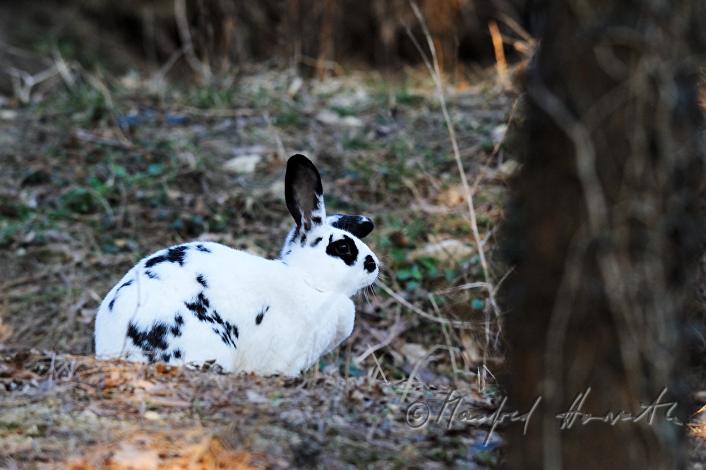 rabbit sits in the garden