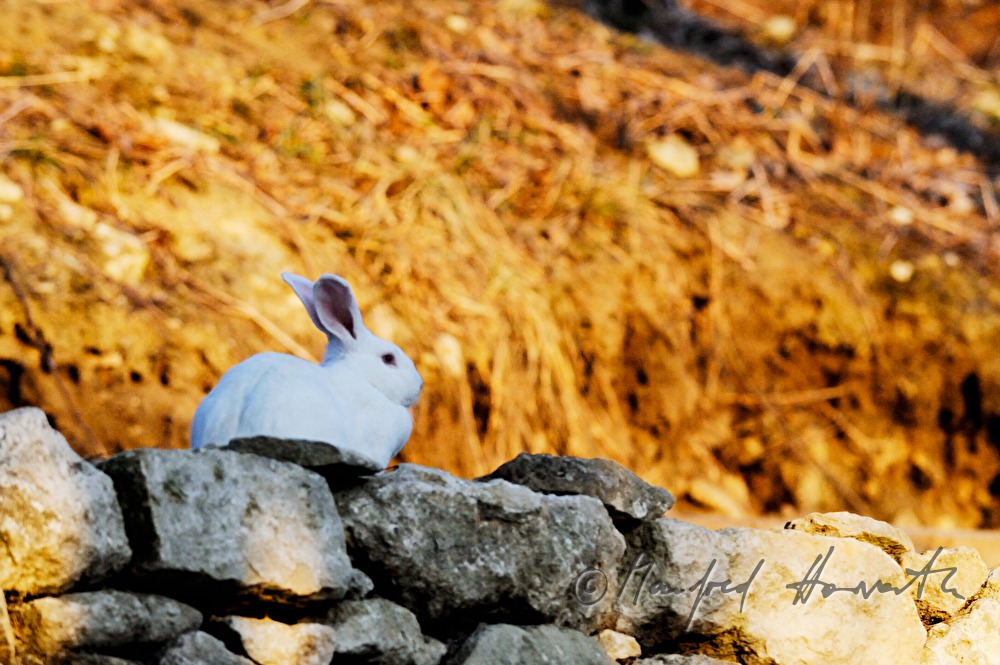 white albino rabbit sits in the garden