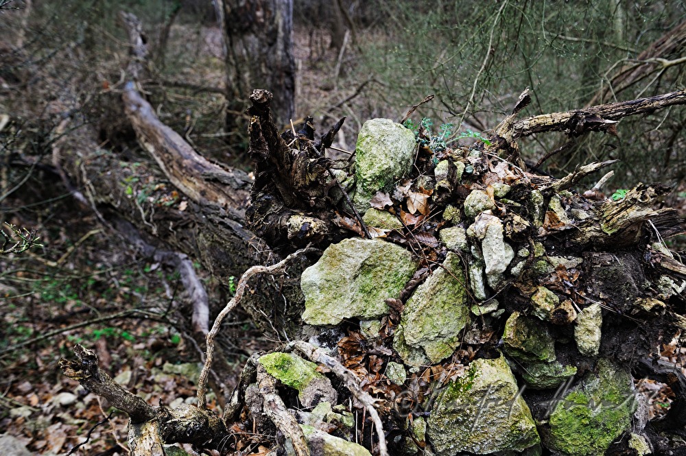 roots of a toppled tree