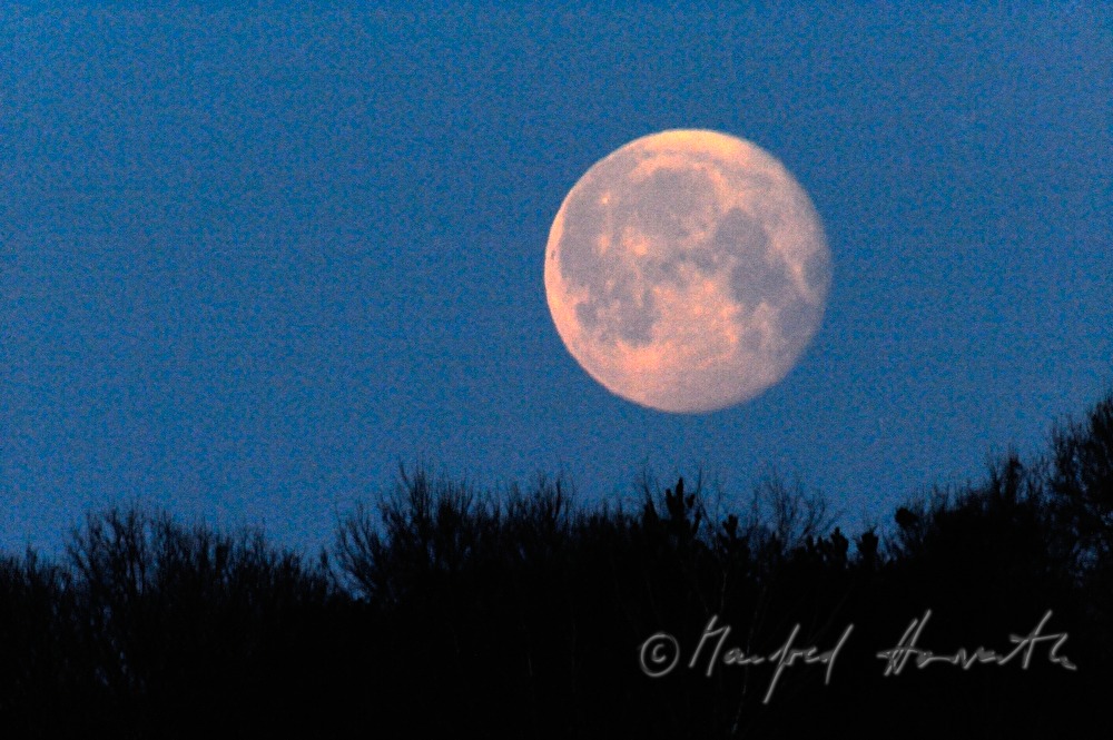 full moon and treetops
