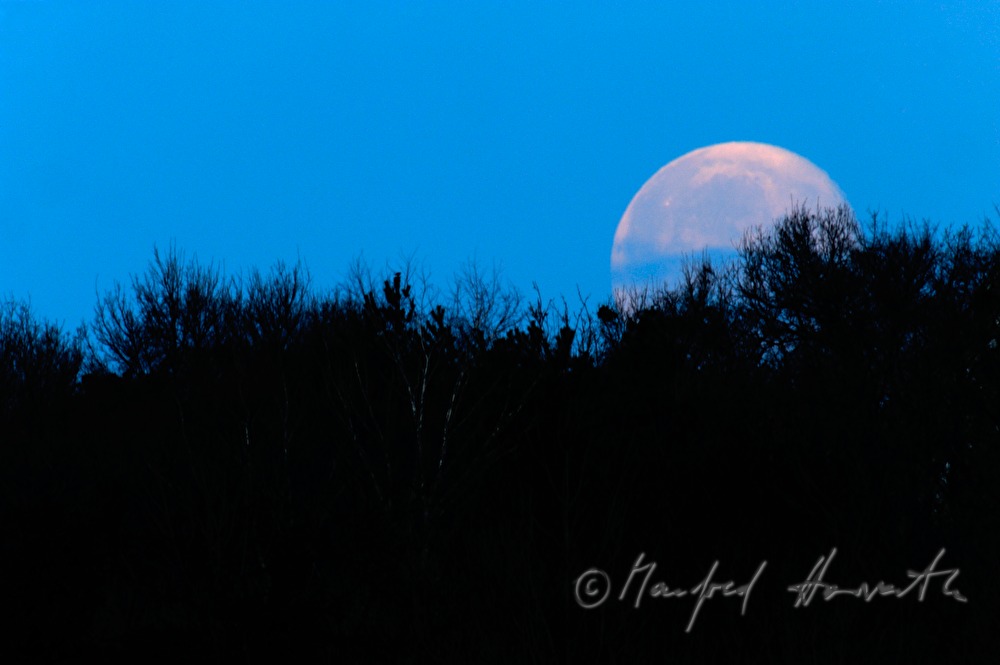 full moon and treetops