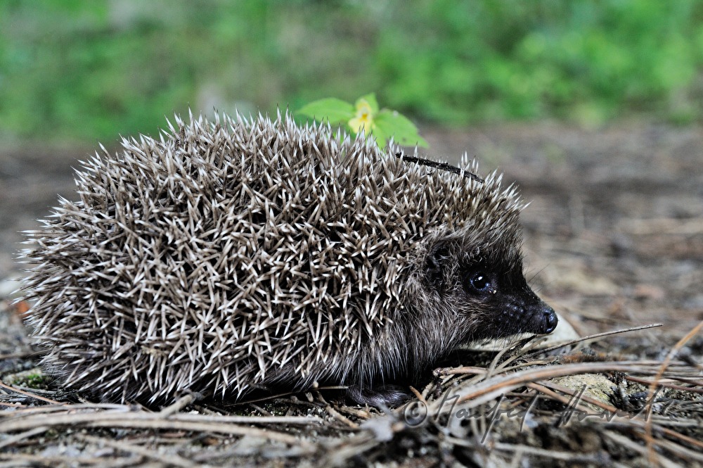 hedgehog on a stone