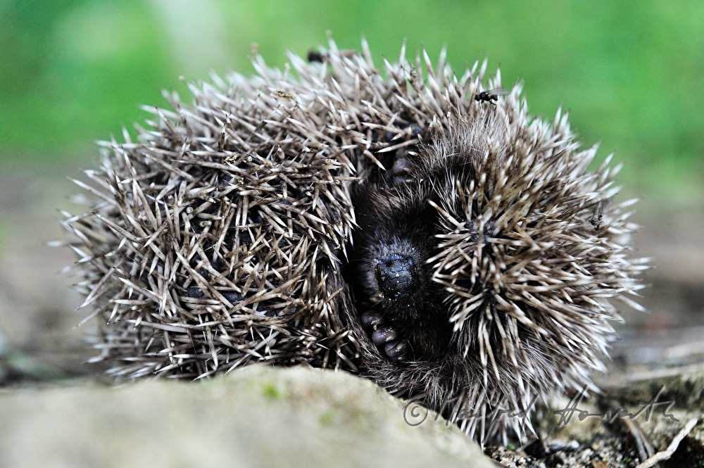 hedgehog on a stone