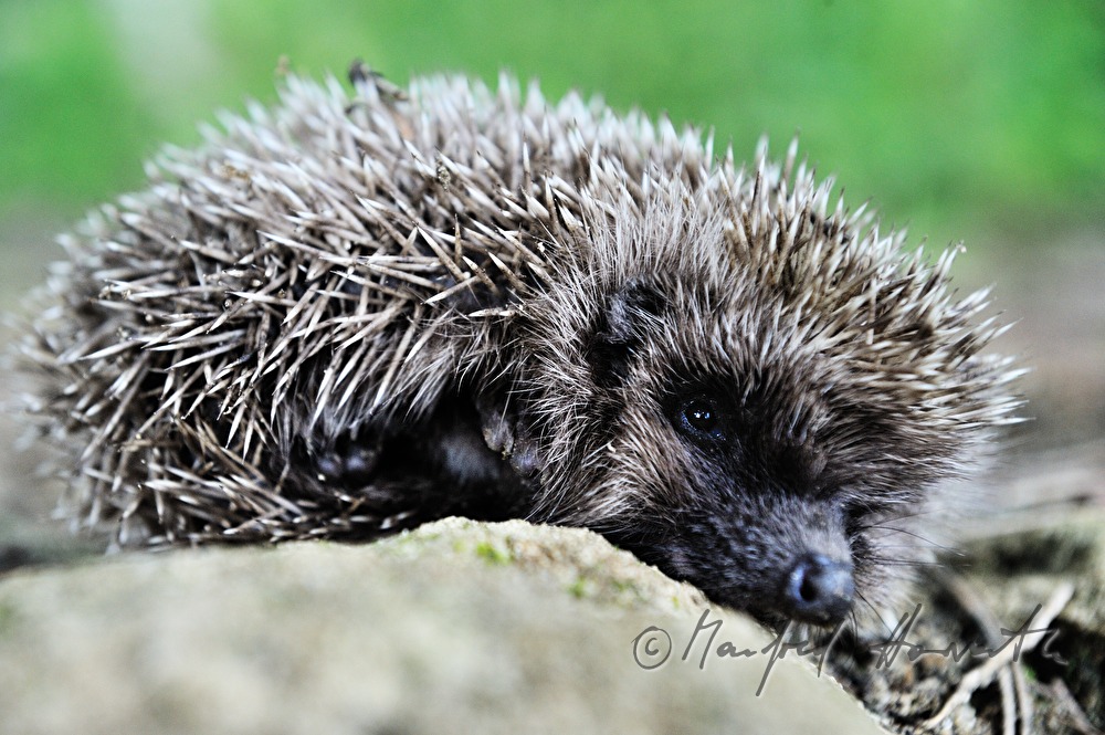 hedgehog on a stone