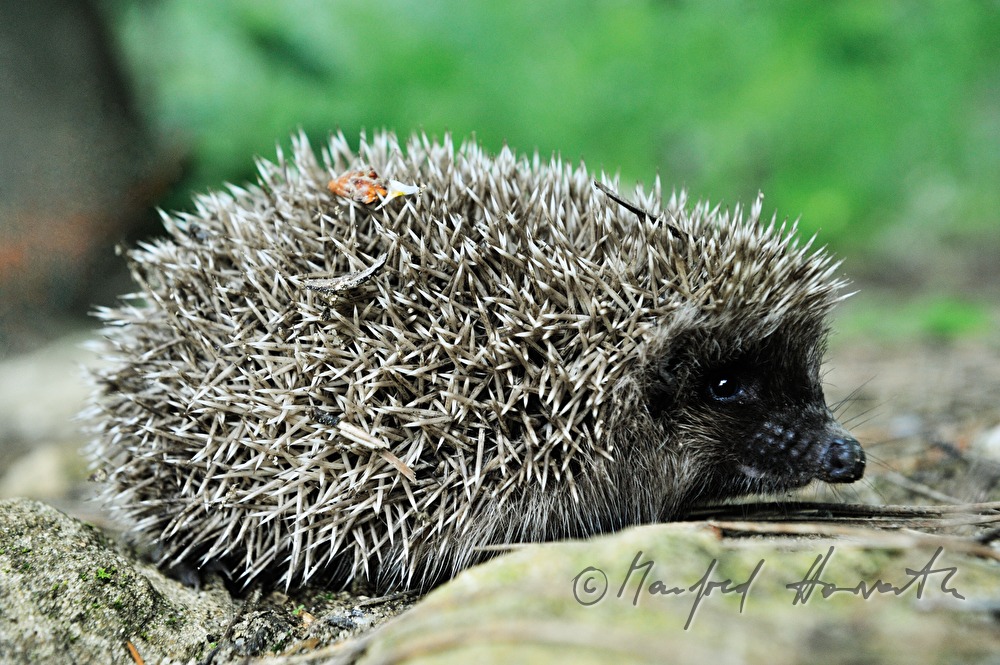 hedgehog on a stone