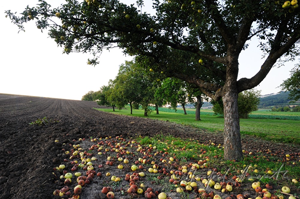 windfalls under the apple tree
