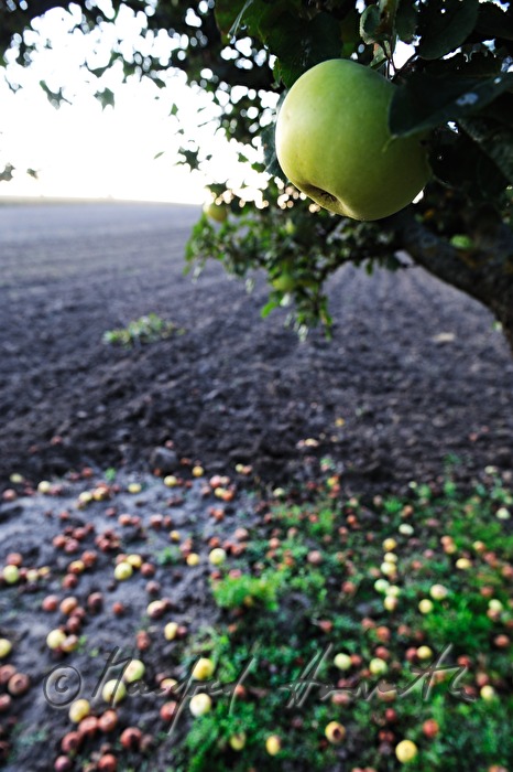 windfalls under the apple tree