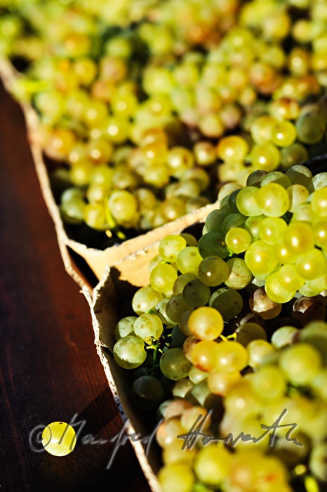sidewalk sale offers grapes and must