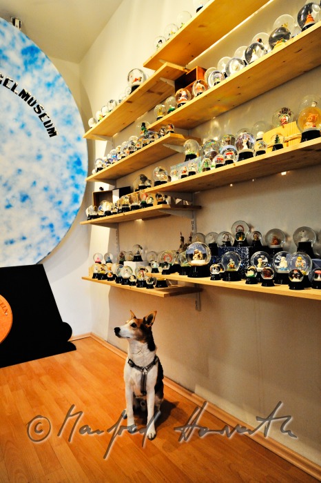 dog in the snow globe museum