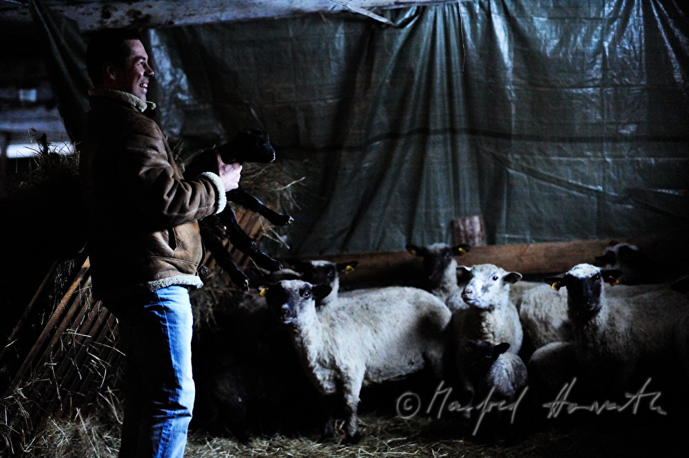 shepherd with lamb in the barn