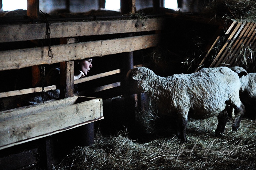shepherd with lamb in the barn