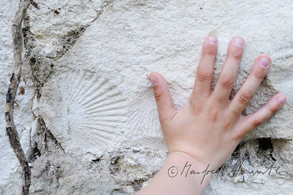 fossilzed shell and a child's hand
