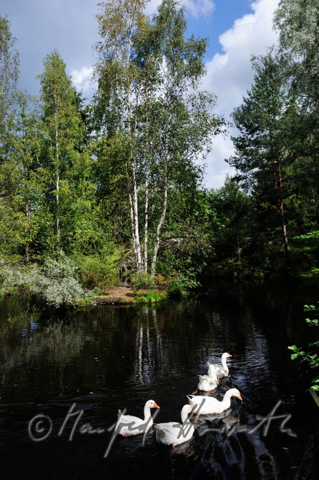 swans swim in single file on a pond