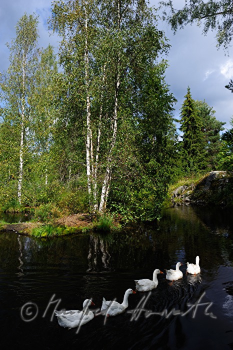 swans swim in single file on a pond