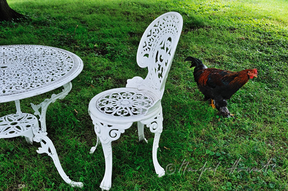 english styled garden furniture and free range chicken
