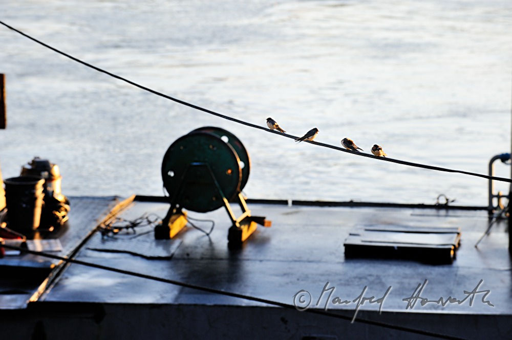 swallows sitting on a steel rope