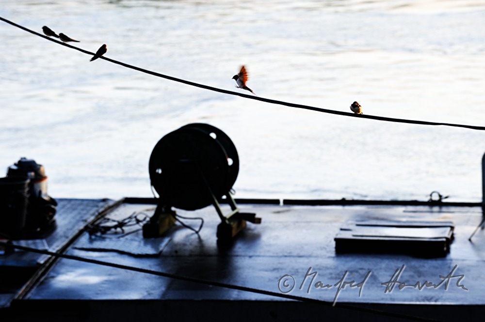 swallows sitting on a steel rope