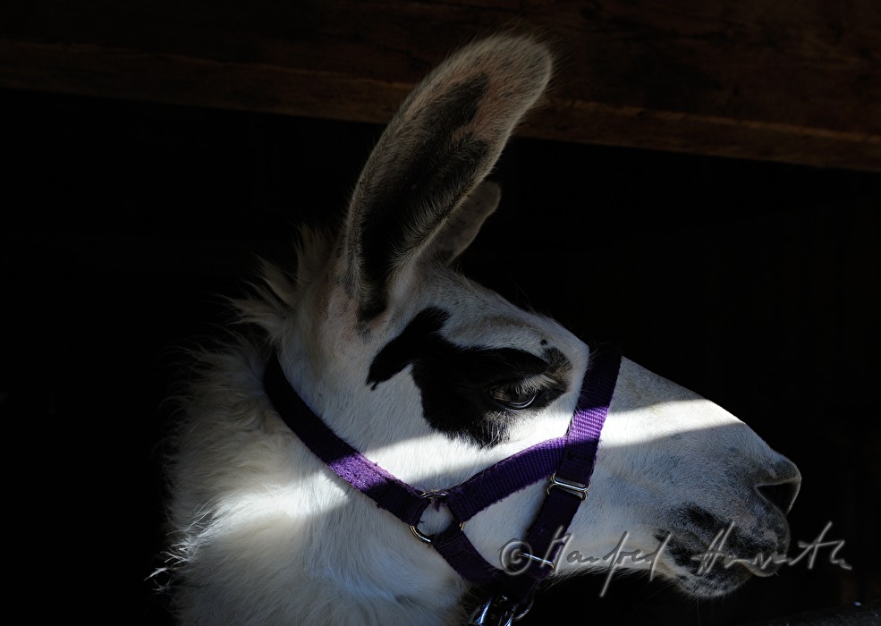 lama with bridle