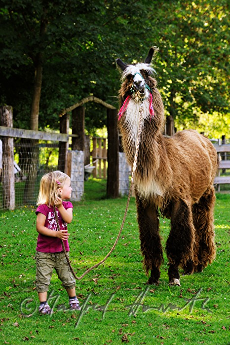 girl with a lama holds tightly the reins