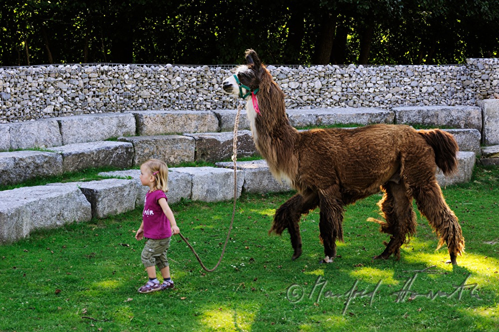 girl with a lama holds tightly the reins