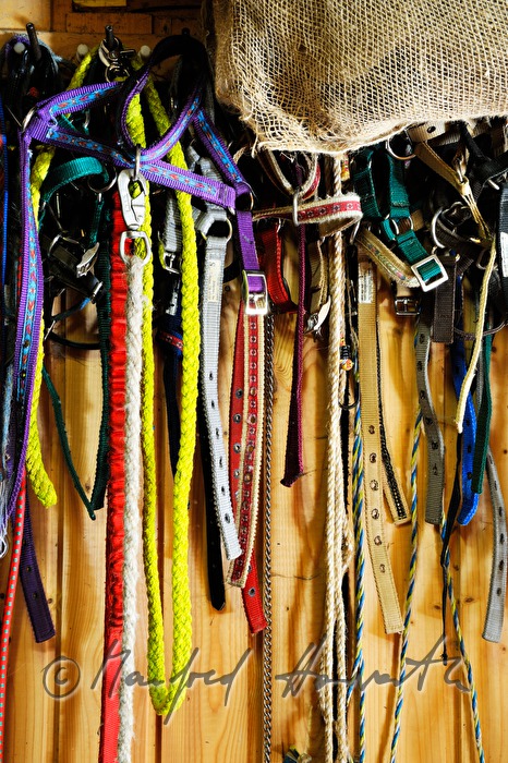 bridles hanging on hooks at the entrance to the barn