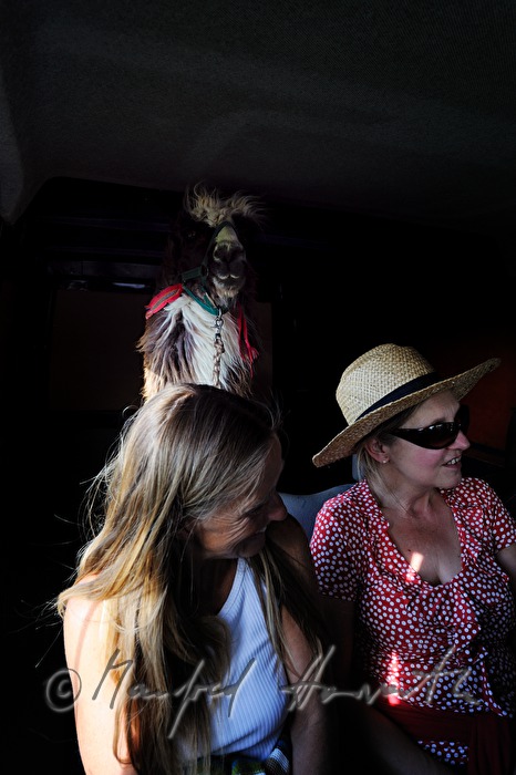 transport of a lama in a van