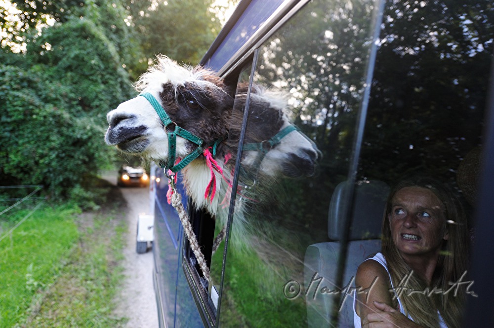 transport of a lama in a trailer