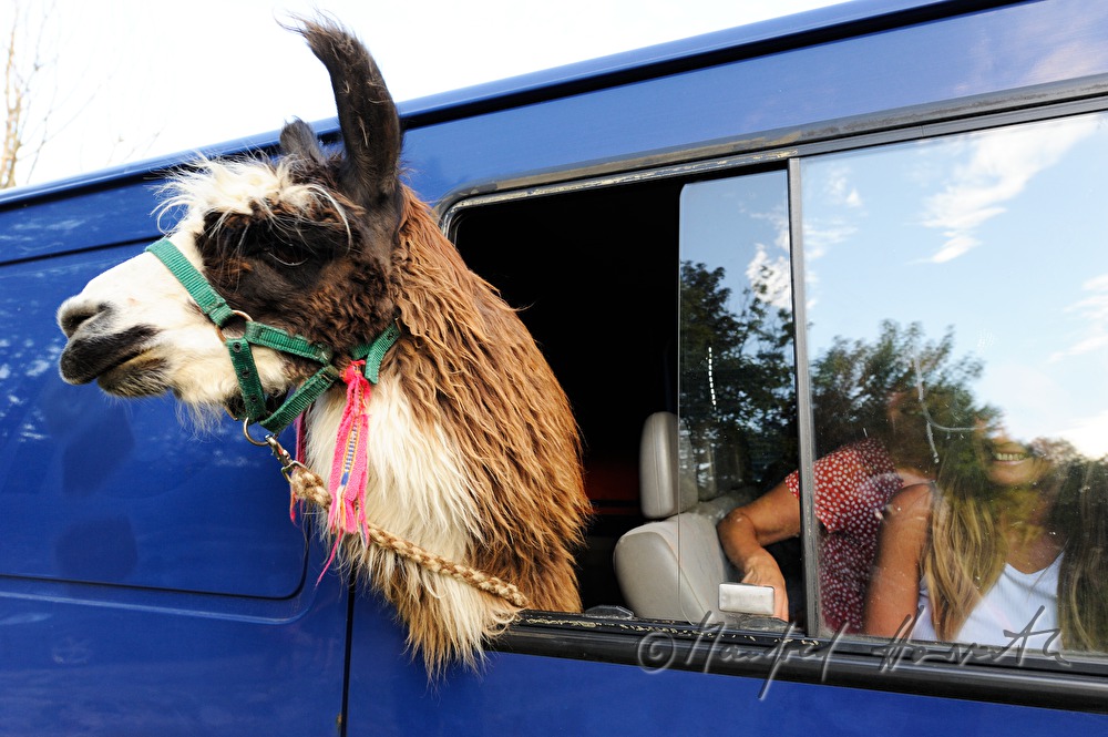 transport of a lama in a van