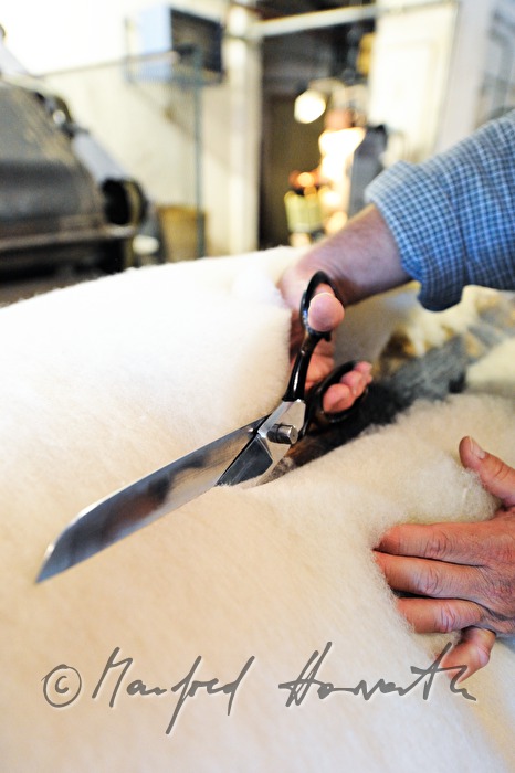 cutting of fleece of sheep's wool after carding