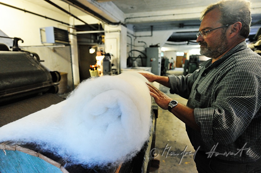 rolling up fleece made of sheep's wool after carding