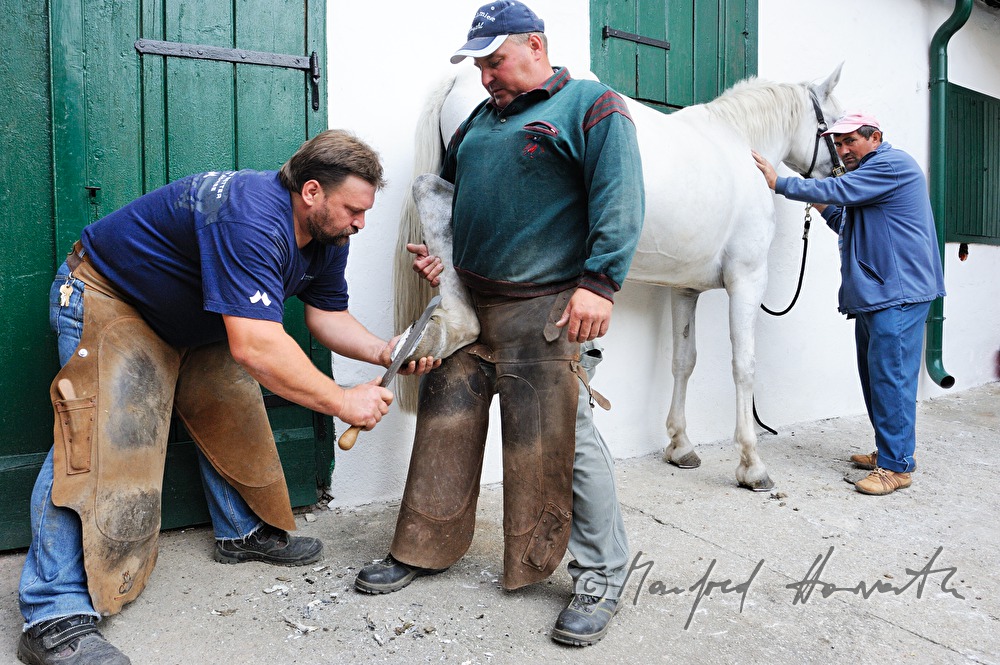 horsehoer at work
