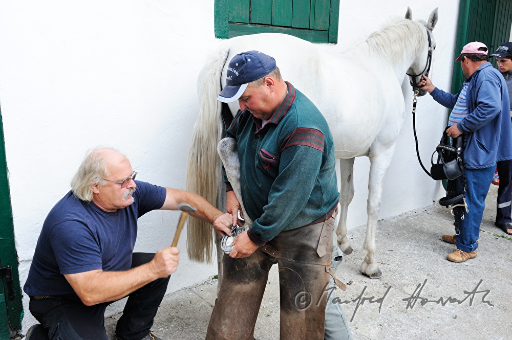 horsehoer at work