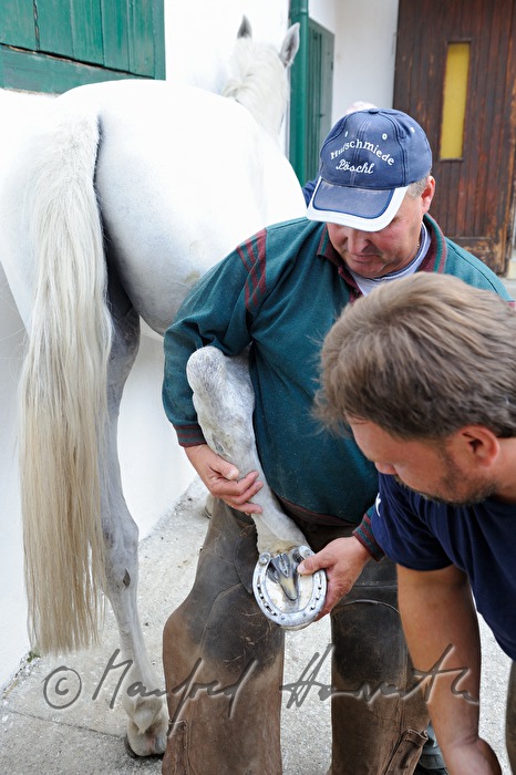 horsehoer at work