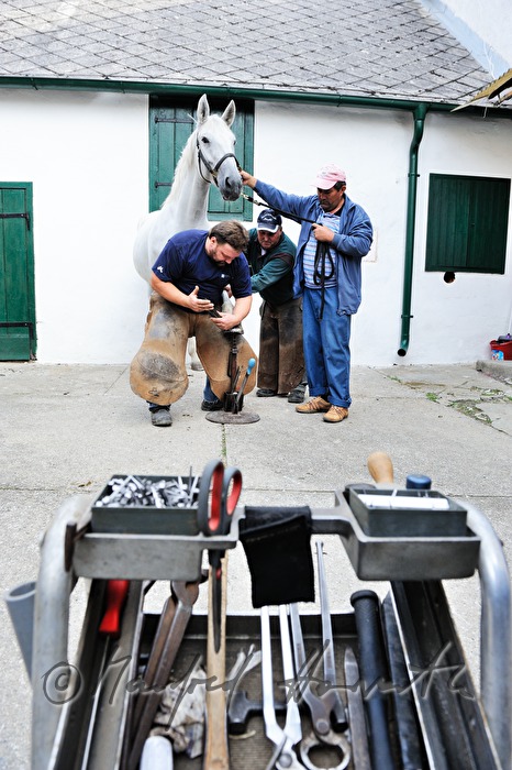 horsehoer at work