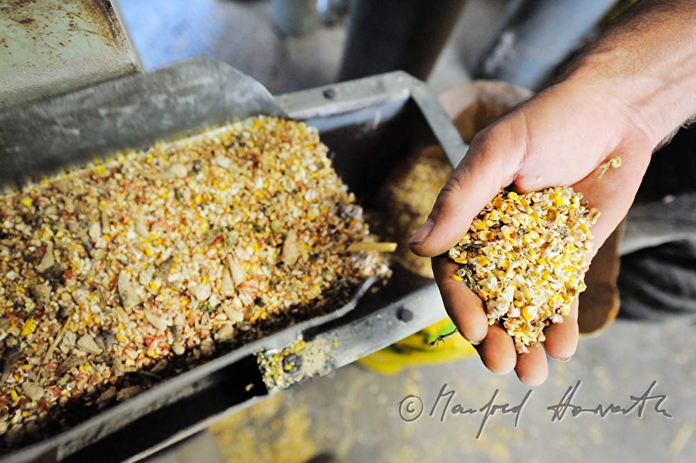 quality check of fresh harvested maize